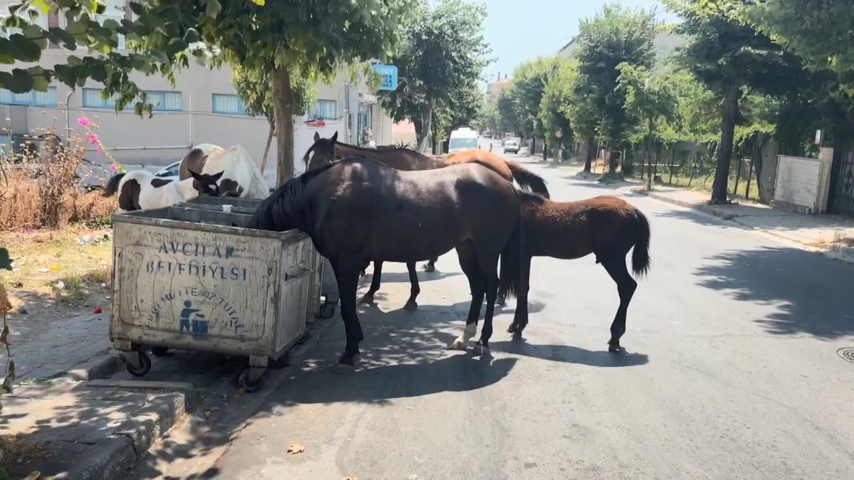 İstanbul'da başıboş atlar tehlikeye davetiye çıkarıyor