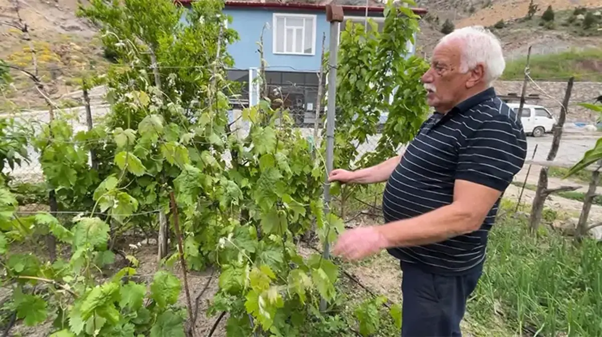 Hobi bahçelerini üretim üssüne çevirdiler! ‘Hem ülke ekonomisi hem de ailemiz için faydalı’