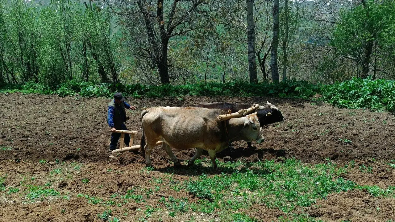 Van Bahçesaray'da çiftçiler, artan akaryakıt fiyatı nedeniyle sabana dönüş yaptı
