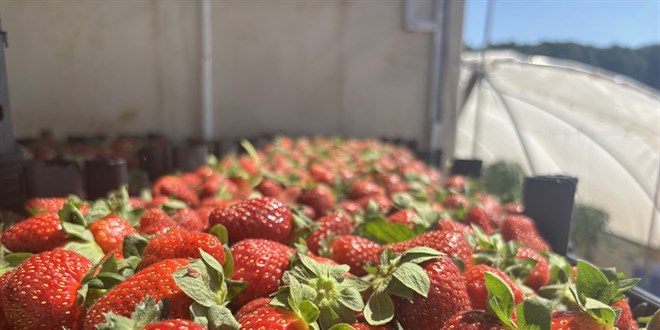 Halde 30 lira, marketlerde 150 lira: Çilekte beş kat fiyat farkı
