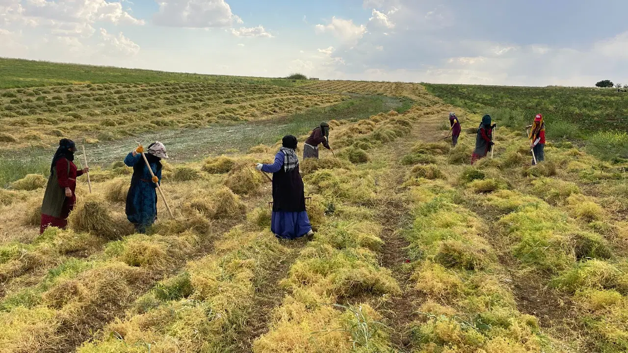 Gercüş Ovası'nda hasat başladı: Kalite ve verim zirve yaptı...