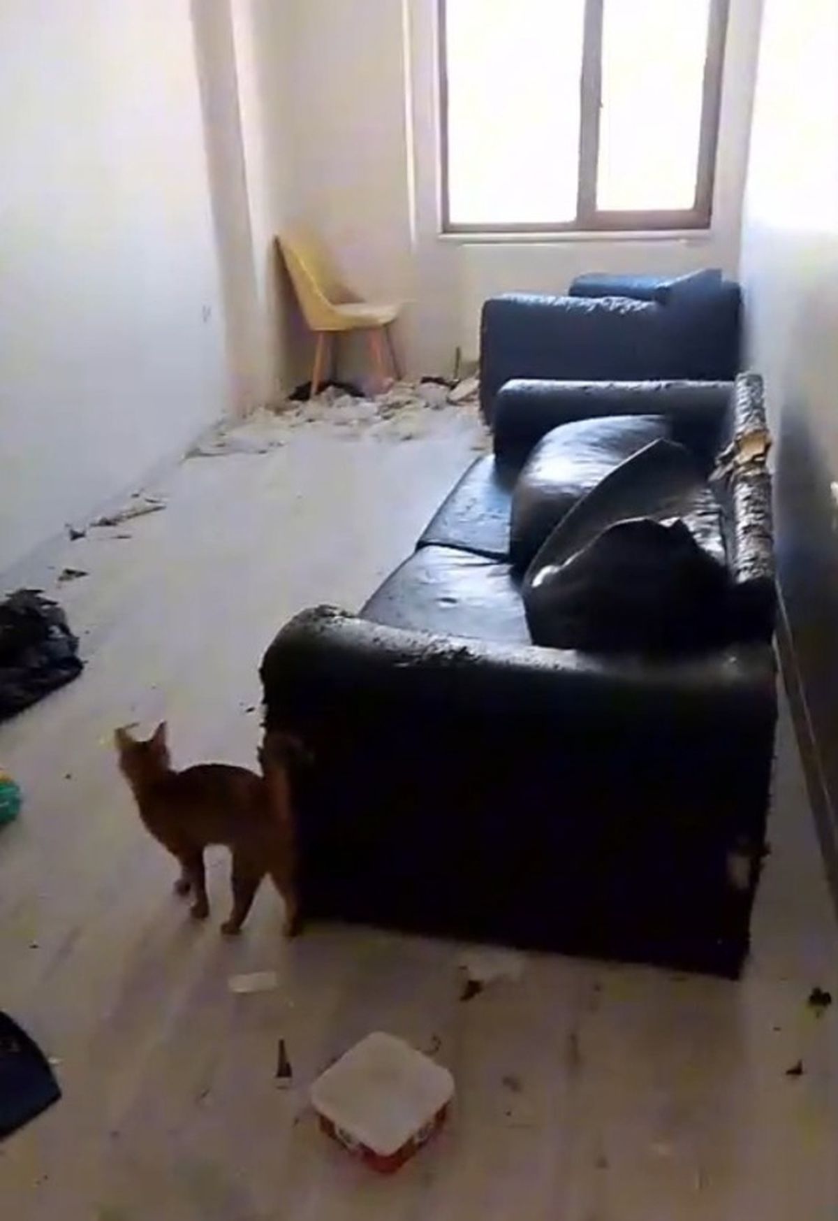 Savcılık kararıyla girilen çöp evdeki 6 kedi koruma altına alındı