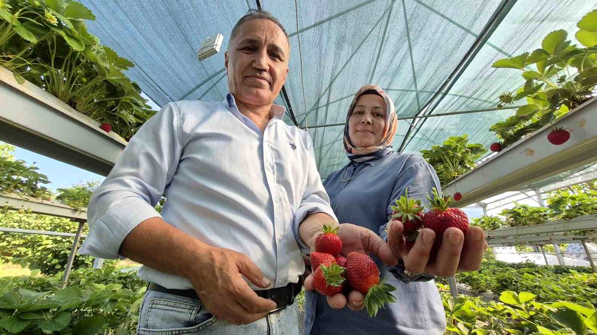 Serada topraksız yetiştirdikleri çilek yaşam enerjileri oldu