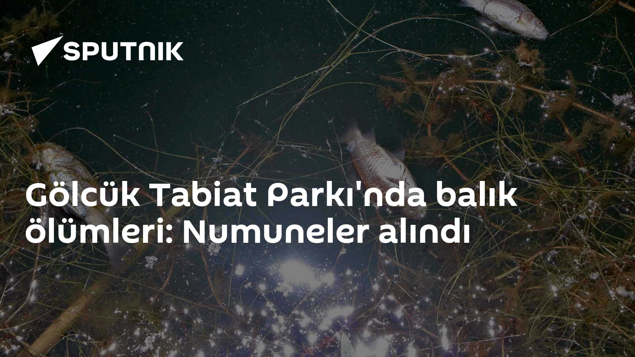 Gölcük Tabiat Parkı'nda balık ölümleri: Numuneler alındı