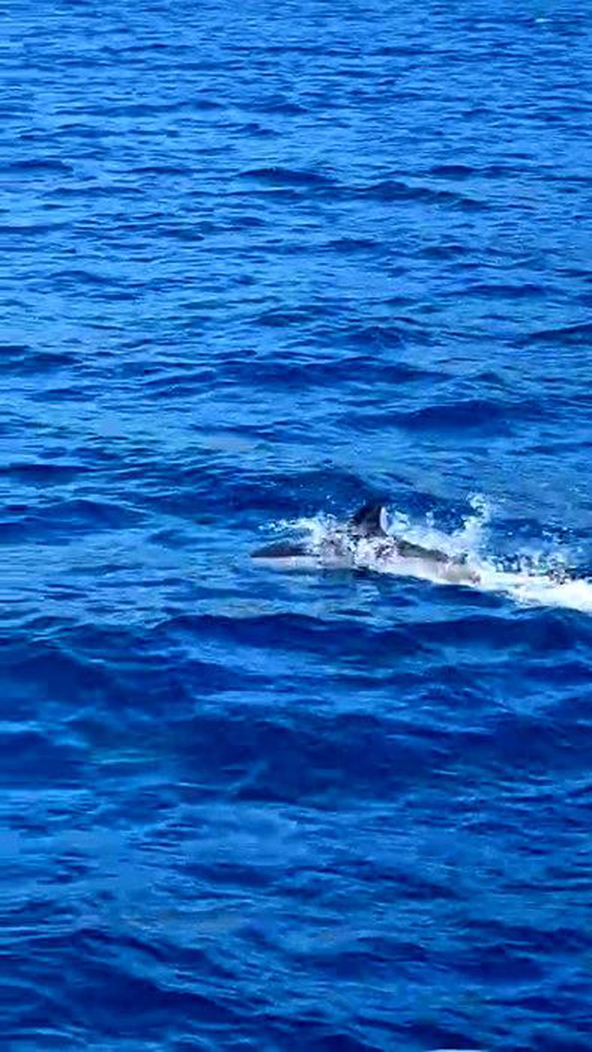Bodrum'da tekneye sürpriz misafir