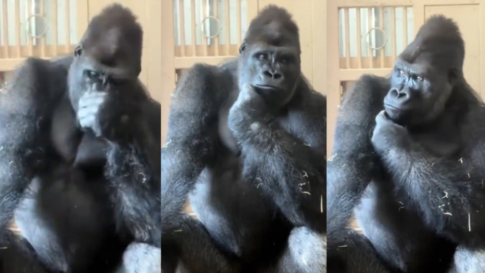 Eşiyle tartışan goril Kiyomasa düşünceli tavırlarıyla viral oldu