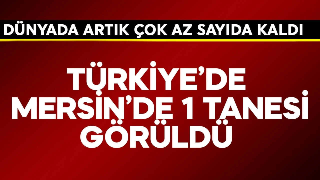 Dünyada artık çok az sayıda kaldı! Türkiye'de Mersin'de 1 tanesi görüldü