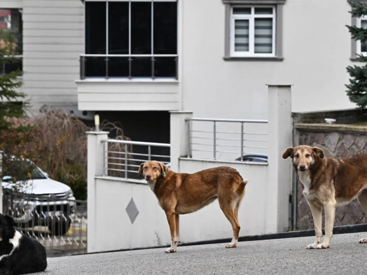 CHP'den köpekler için kanun teklifi: Cezalar artırılsın, sokaklara geri salınsın