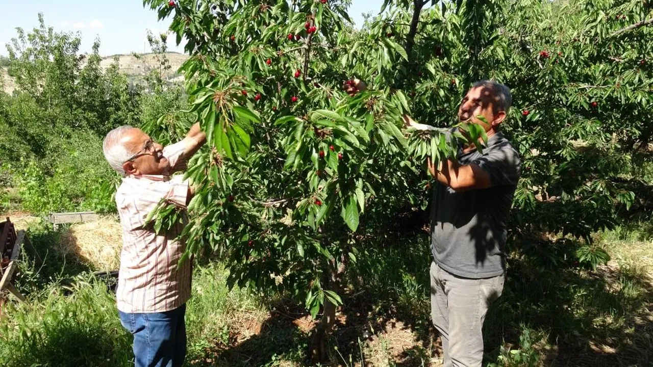 Talep patladı... Türkiye'nin farklı illerinden alıcılar geliyor! 3 bin TL yevmiyeye işçi bulamıyorlar