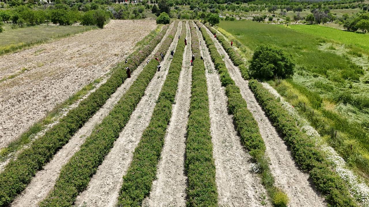 Isparta Ovası'nda hasat başladı: Kilosu 12 bin Euro...