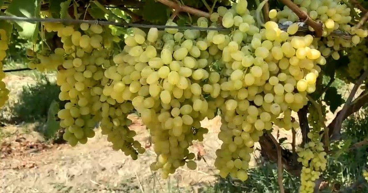Alaşehir'de çiftçilere son uyarı