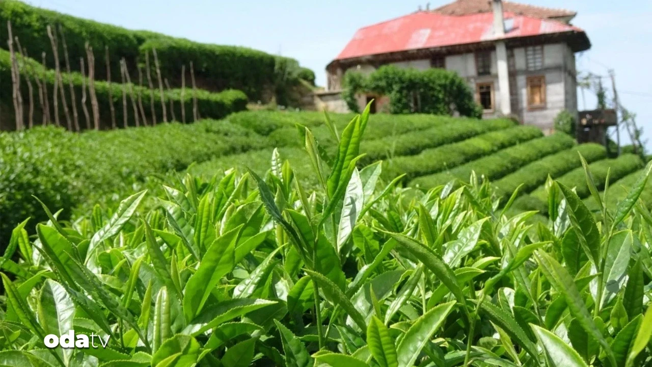 Karadeniz'de çay alarmı: Üretici çözümü Meclis'e taşıyor