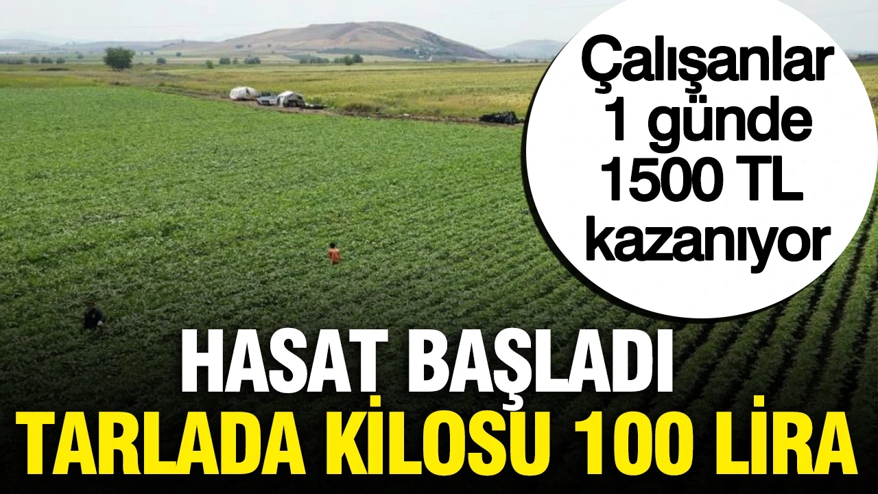Hasat başladı tarlada 100 lira, 81 ile satıyorlar, çalışanlar bir günde 1500 TL kazanıyor