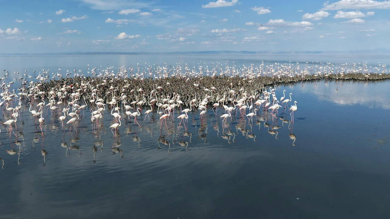 Sayı giderek artıyor: Cennetten gelen haber: Tuz Gölü'nde üçüncü Flamingo kolonisi bekleniyor