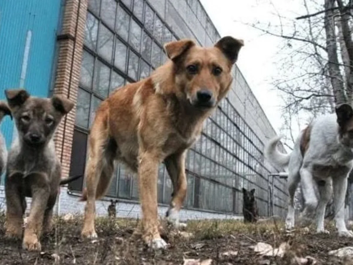 Ukrayna savaşı, köpekleri de değiştirdi