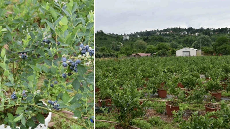 Fındığın yanına eken kazanıyor: Karadeniz'in yeni gözdesinde hasat başladı, bir zamanlar yoktu şimdi tonlarca üretiliyor