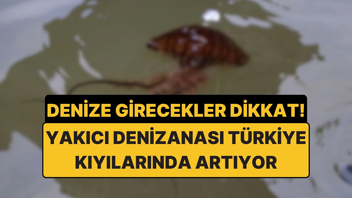 Denize Girecekler Dikkat: Türkiye Denizlerinde Pusula Denizanası Yüzde 70 Arttı