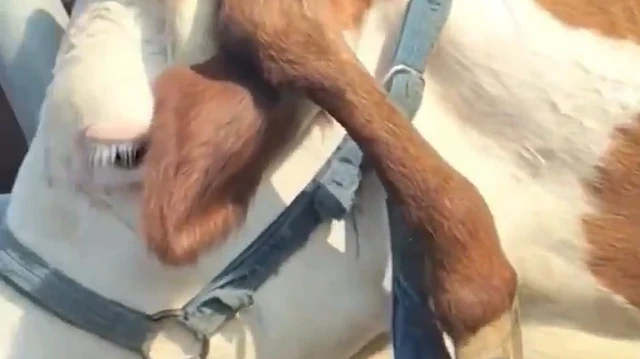 Çin'de görenleri şaşkına çeviren inek: Kafasından bacak çıktı