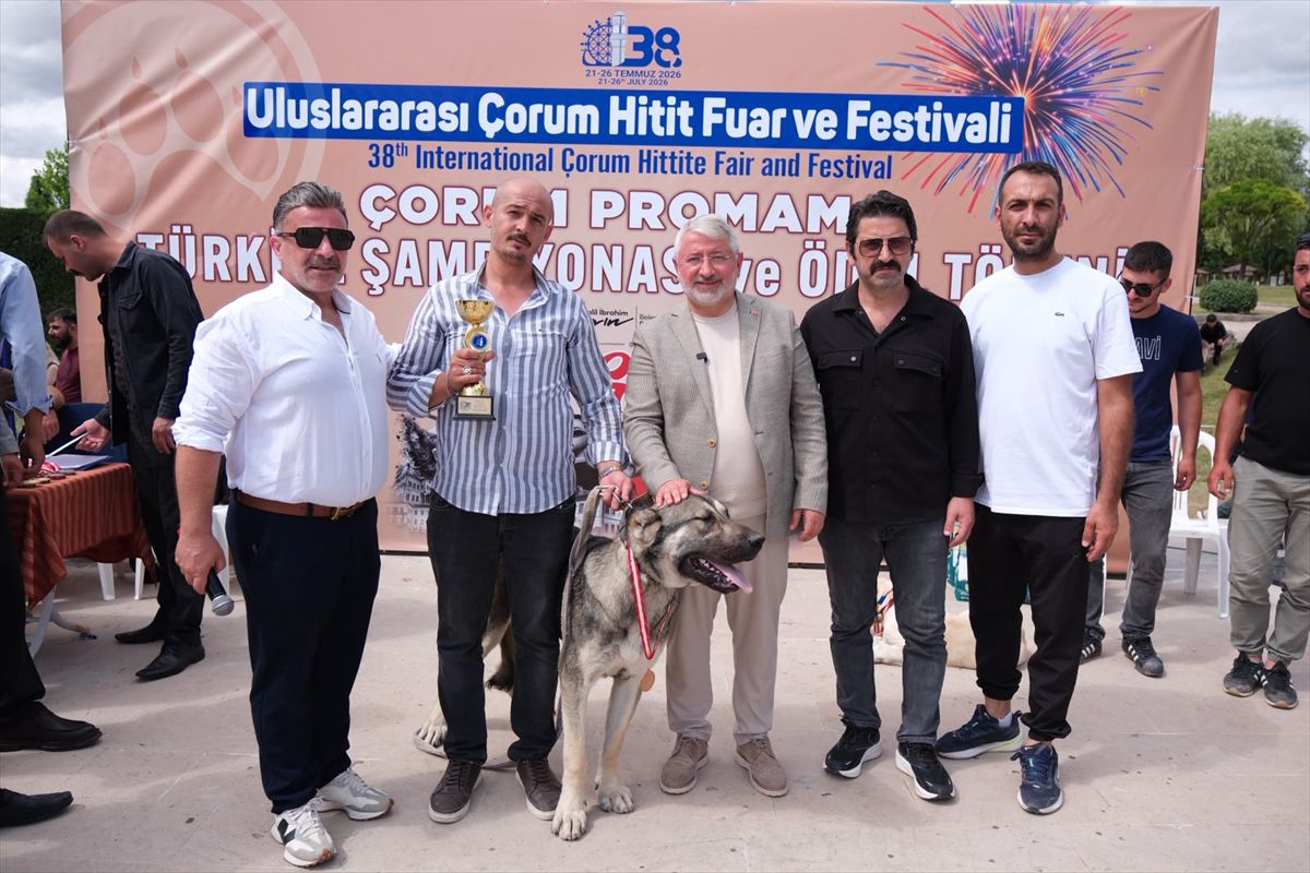 Çorum'da Türk çoban köpekleri ırk standartları yarışması yapıldı
