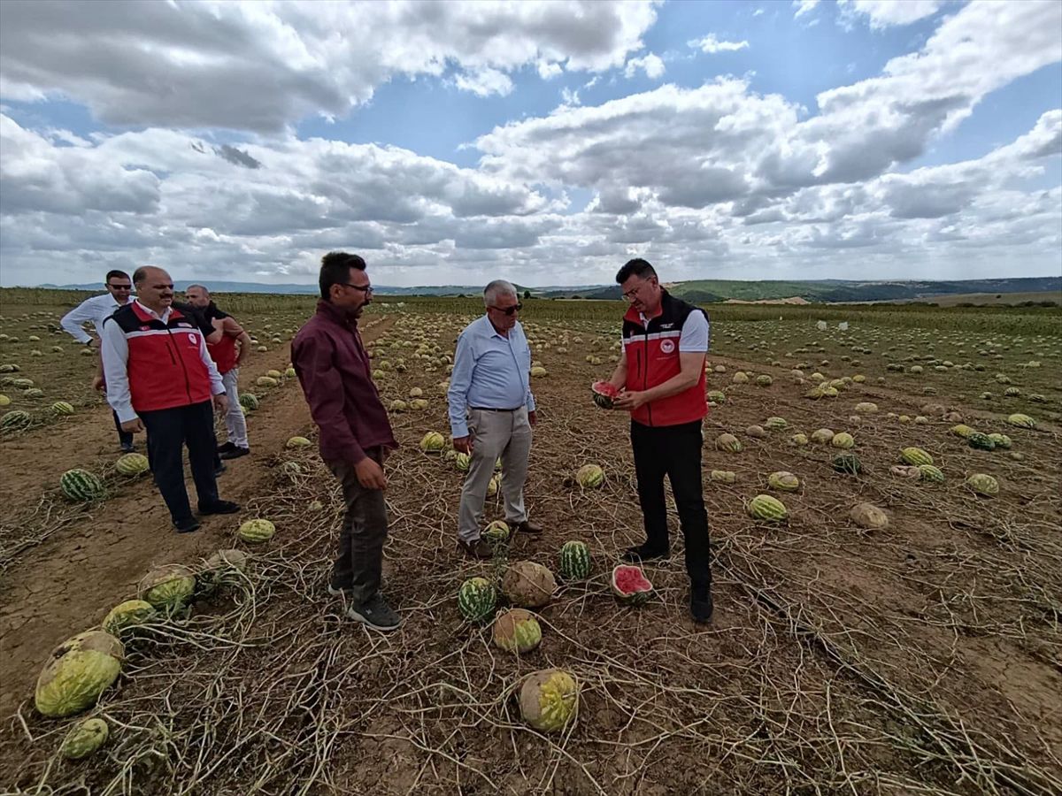 Tekirdağ'da doludan zarar gören tarım arazilerinde hasar tespit çalışmaları sürüyor