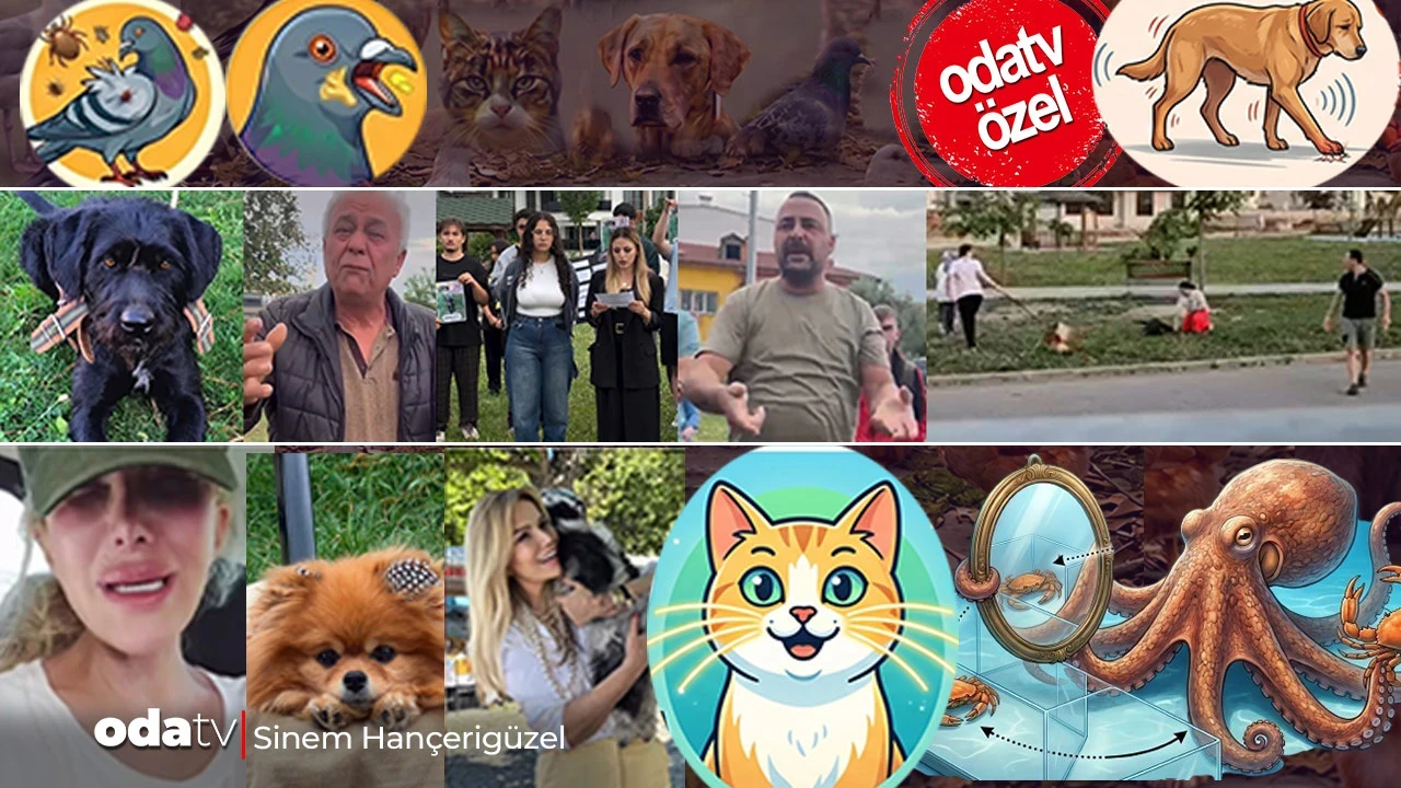 OdaPati başladı... 'Patron' köpeğin ölümü: Görüntüler ne diyor... Serengil ve Brav'ın acı kaybı... Kedi, köpek, güvercin bakımında bilinmeyenler