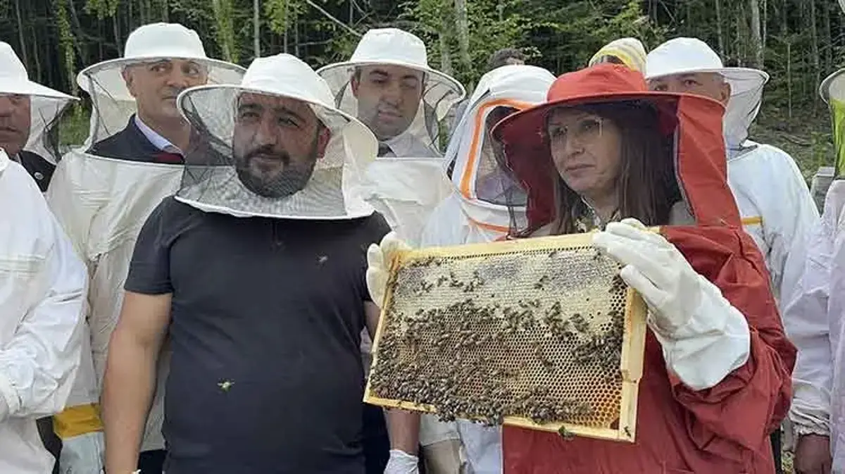 Bartın'da yılın hasadı başladı! Yılda 360 ton üretiliyor: Yüzde 20'si bu yüksek rakımlı bölgeden çıkıyor