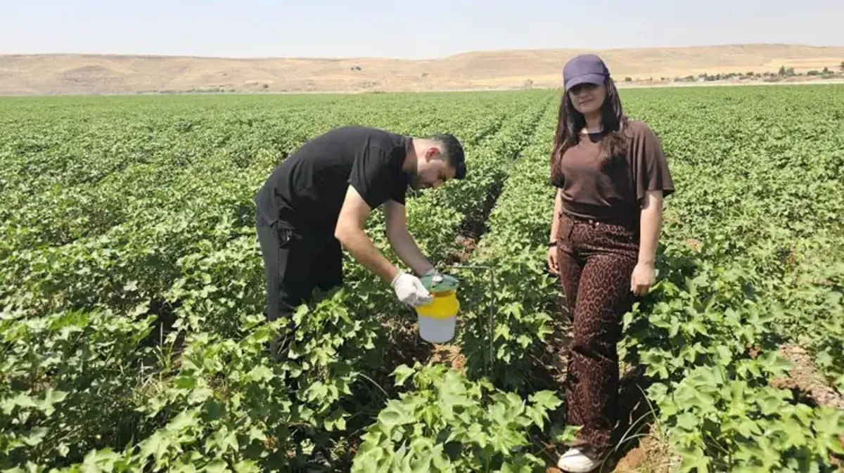Şırnak'ta pamuk tarlalarına 'Feromon Tuzaklı' koruma