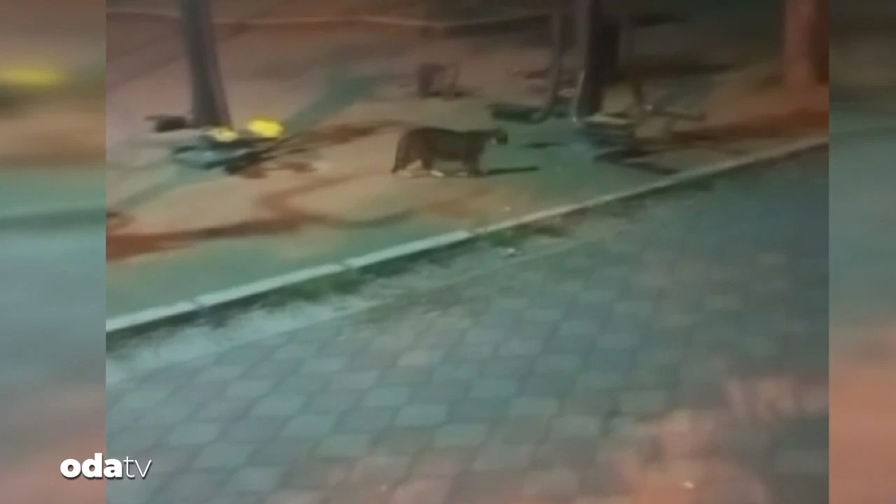 Fare kedileri kovaladı