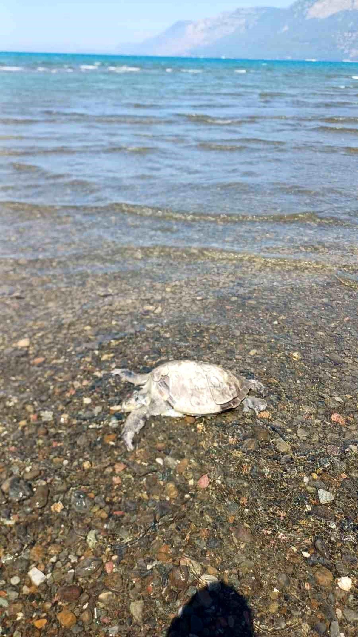 Ula'da sahilde Caretta Caretta bulundu