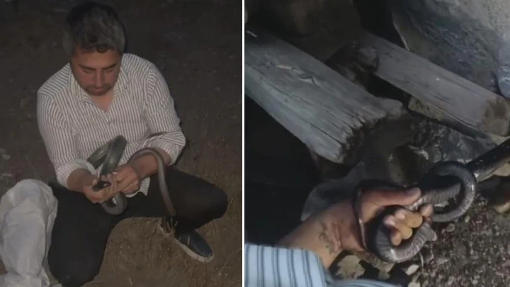 'Yılancı Kemal' koluna dolanan 1 buçuk metrelik 2 yılanı yakaladı