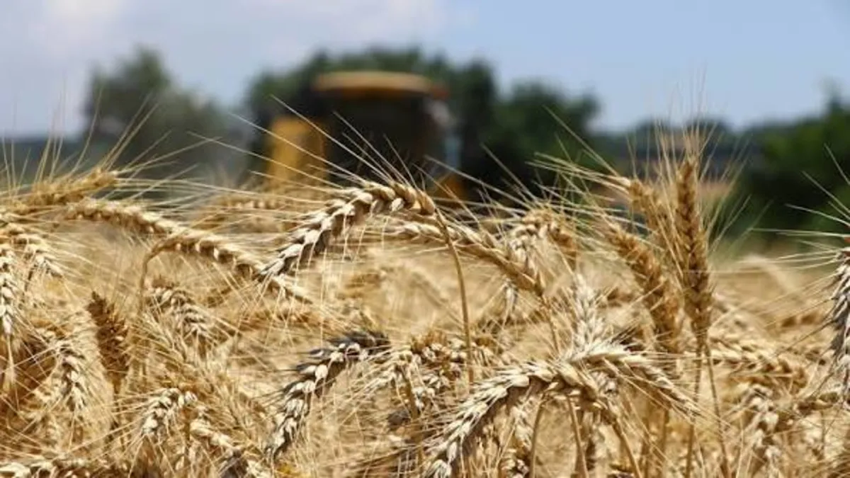 Buğday fiyatları 2 yılın zirvesinde! Kile başına 7.08 dolara yükseldi