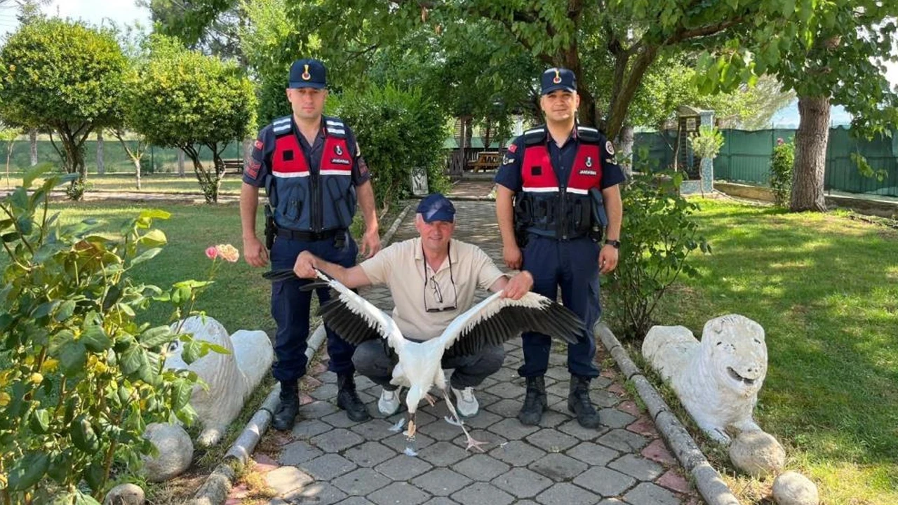 Manisa'da yaralı bulunan leylek koruma altına alındı
