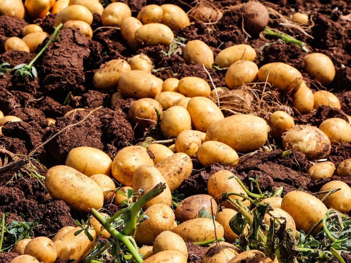 Adana'da patates hasadı: Tarlada kilo 20 liraya düştü