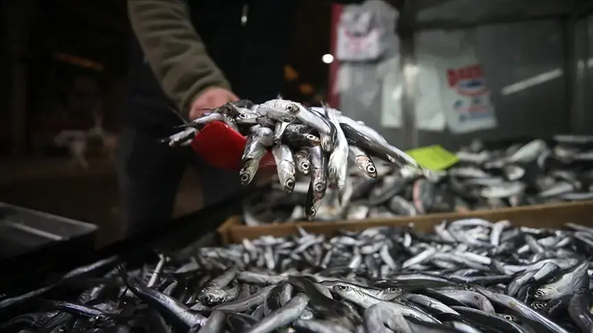Türkiye hamsi ihracatından 7,3 milyon dolar kazandı