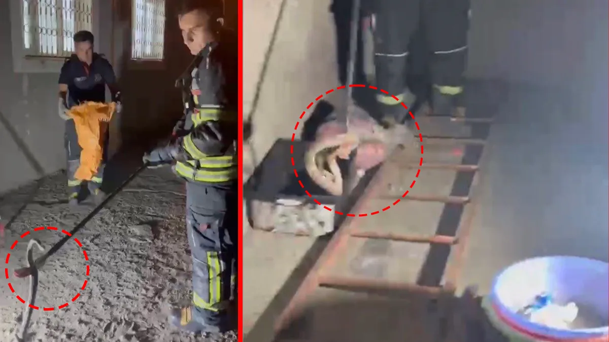 Osmaniye’de zehirli engerek kabusu! Eve girmeye çalışan yılan böyle çıkarıldı
