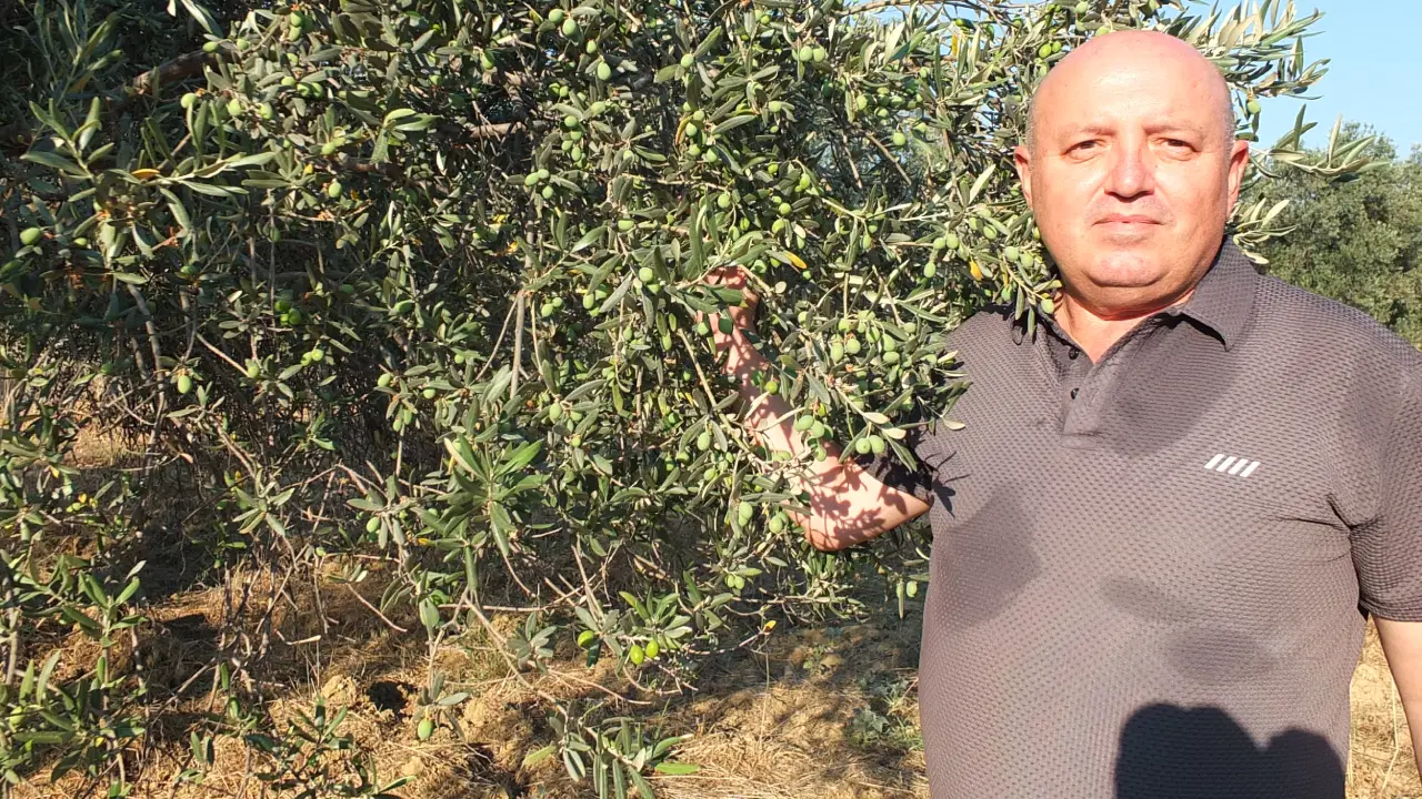 Zeytin üreticisi hasat öncesi destek istiyor: 'Yüksek maliyet üreticiyi zorluyor'