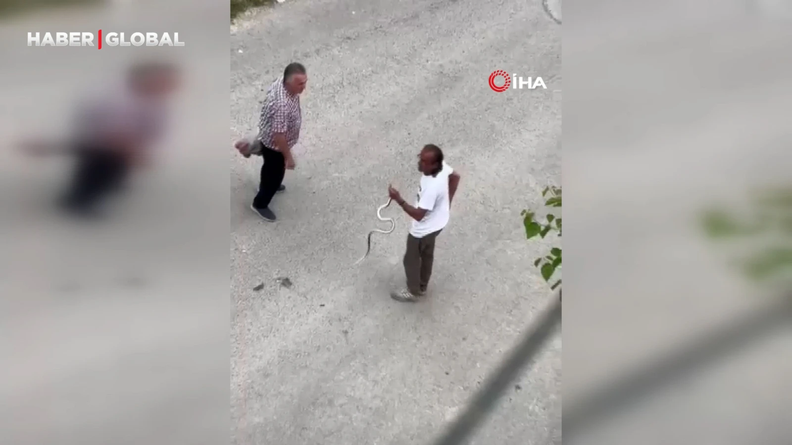 Eve girip paniğe sebep olan yılanı çok rahat bir şekilde eliyle yakaladı
