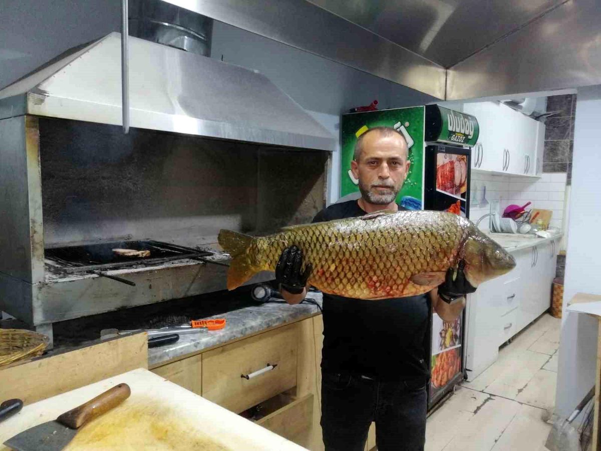 Bilecik'te dev sazan balığı yakalandı