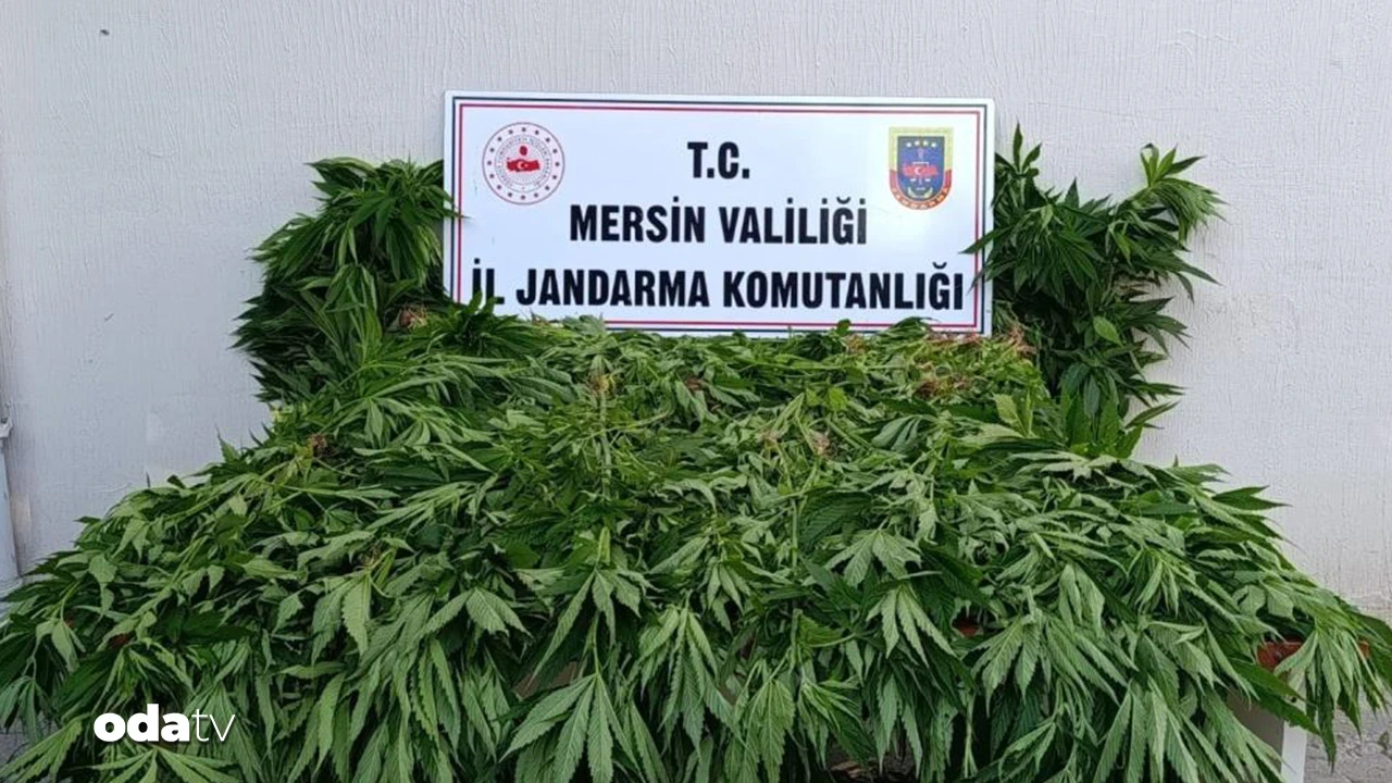 Ormanlık alanda kenevir ekimine suçüstü