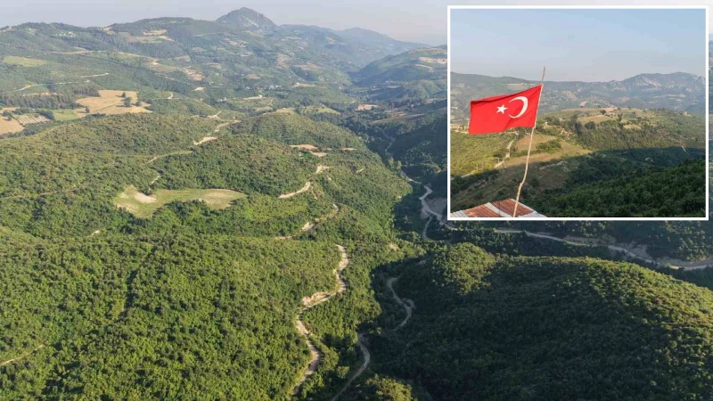 Yangının izleri silindi: Orman 6 yılda eski görünümüne kavuştu