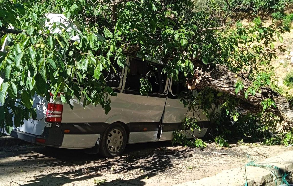 Hakkari'de park halindeki aracın üzerine ceviz ağacı devrildi