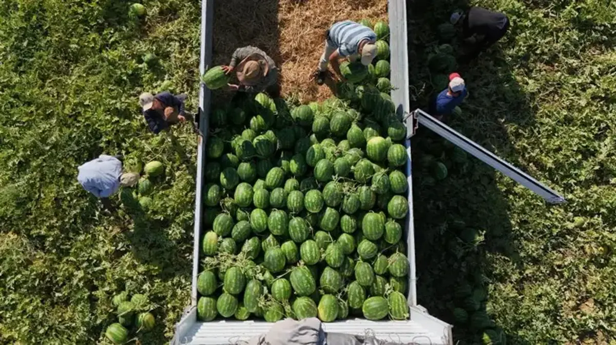 Tarlada 15, tezgahta 30 TL! Almak isteyenler sabah erkenden sıraya giriyor: Talep patladı