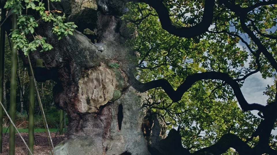 Sherwood Ormanı'nda tarihi yas: Robin Hood efsanesinin simgesi 1200 yaşındaki "Binbaşı Meşe" kurudu!