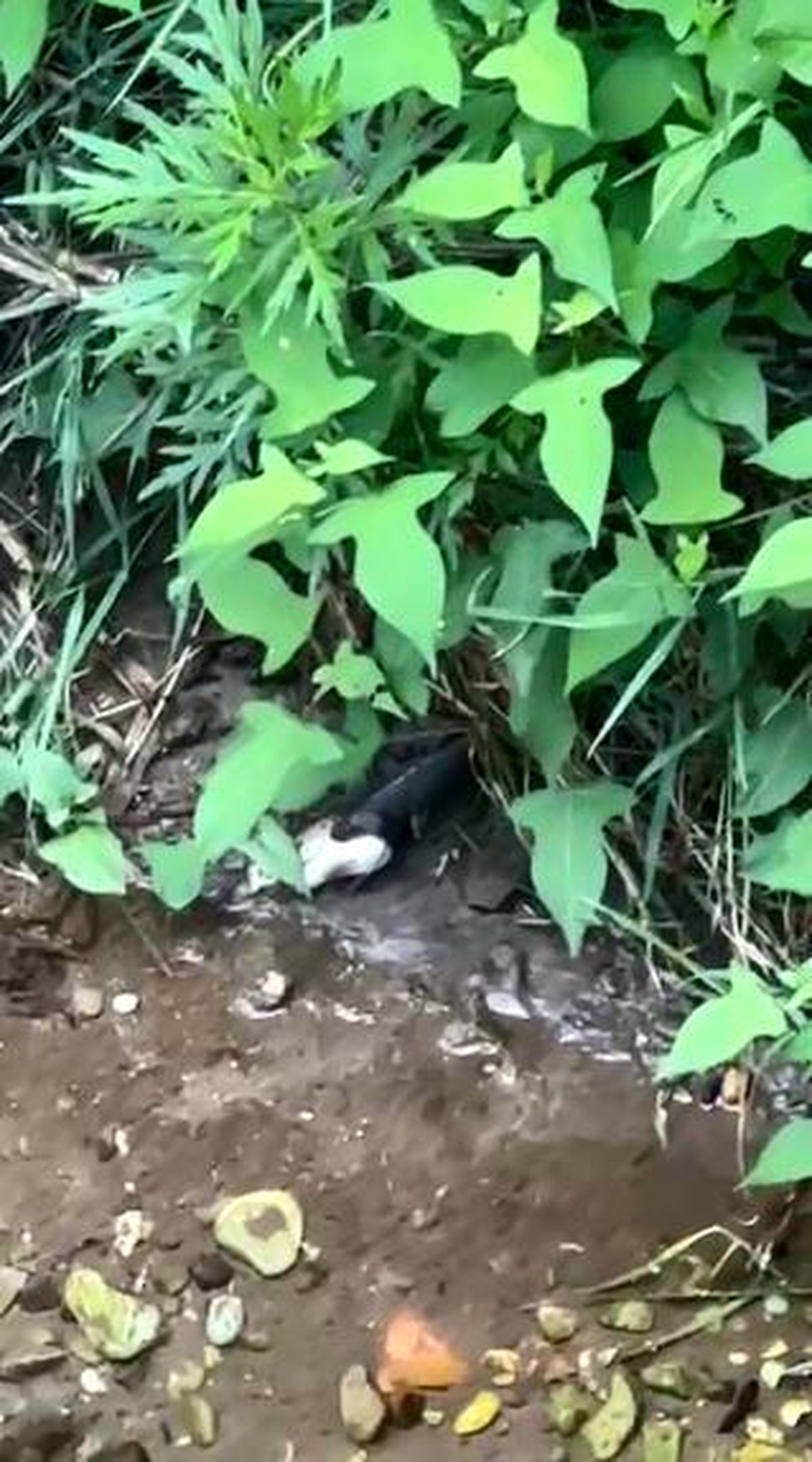 Artvin'de yılanın balık avı kamerada