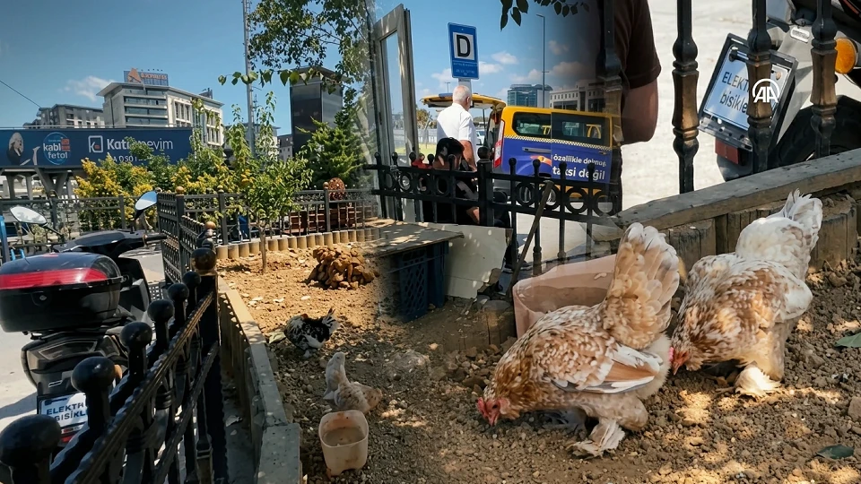 İstanbul'un en yoğun noktasında kümes hayvancılığı: İki yıldır kentin ortasında beslenen tavuklar neşe saçıyor | Yaşam Haberleri