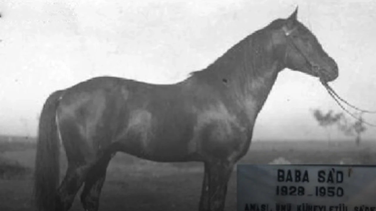 Emri Atatürk vermişti: Kömür madeninden çıkan safkanın soyu pistlerde