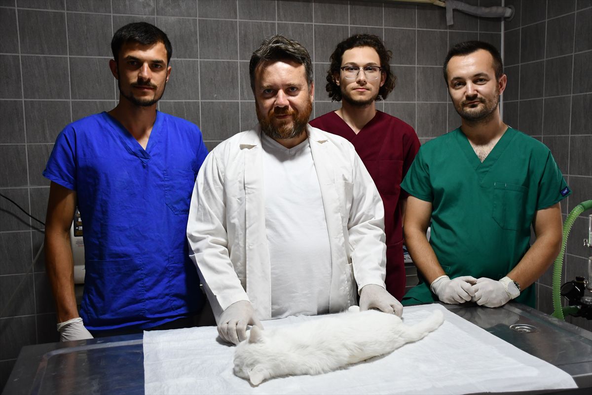 Meme tümörlü kedi 'Pamuk' sağlığına kavuştu