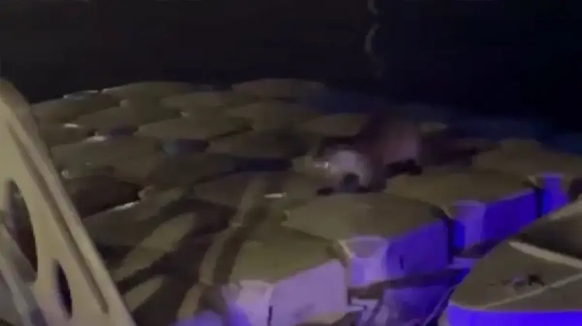 Zonguldak'ta iskeleye çıkan su samurlarını balıkla beslediler