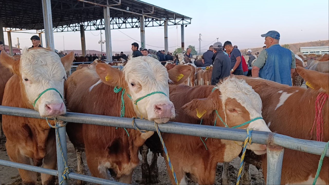 Hayvan fiyatlarında dikkat çeken düşüş! Besicilerden "Alım zamanı" uyarısı
