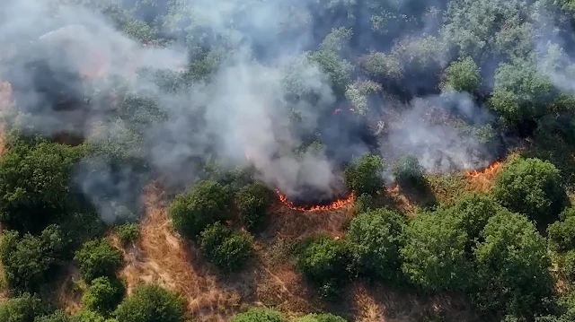 Edirne'de anızda çıkan yangın ağaçlık alana sıçradı